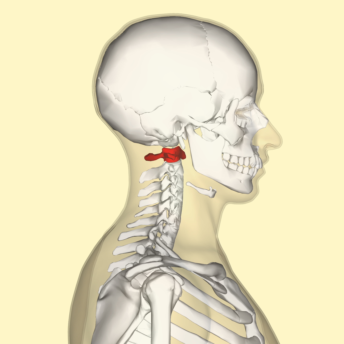 felső nyaki gerinc
